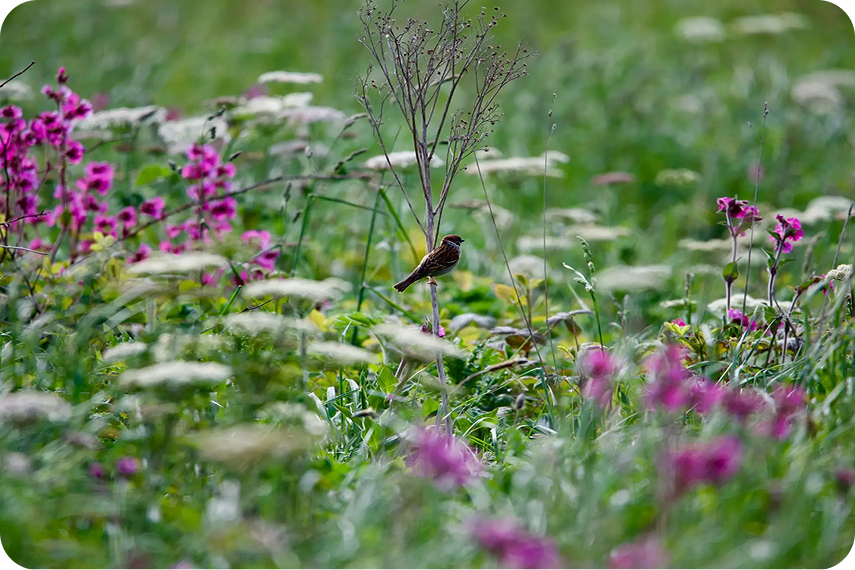Meadow scene with bird and blooming flowers.