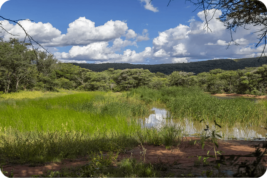Tranquil wetland under bright blue sky